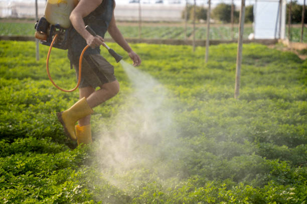 Best Pest Control Treatment  in Red Lake, AZ